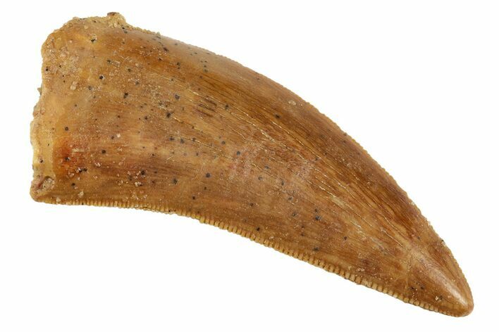 Serrated, Juvenile Carcharodontosaurus Tooth #192657